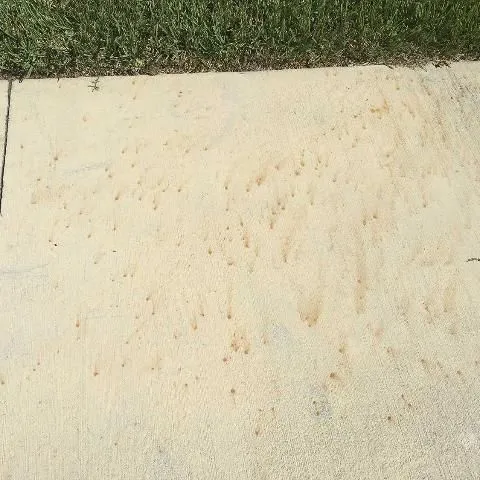 thumbnail for publication: Iron for Florida Turfgrasses